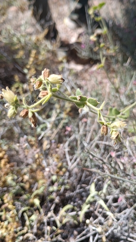 Desert wishbone-bush (Mirabilis laevis)