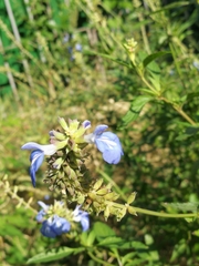Salvia uliginosa