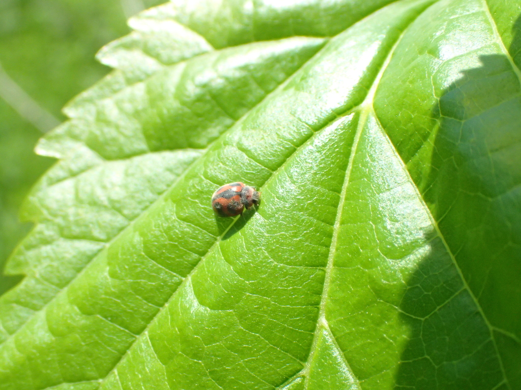 ベダリアテントウ