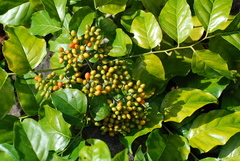 Micromelum minutum