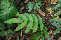 Hemidictyum marginatum
