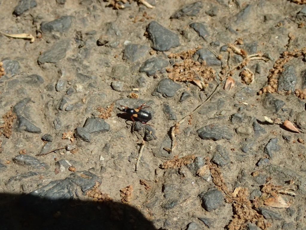 キバネアシブトマキバサシガメ