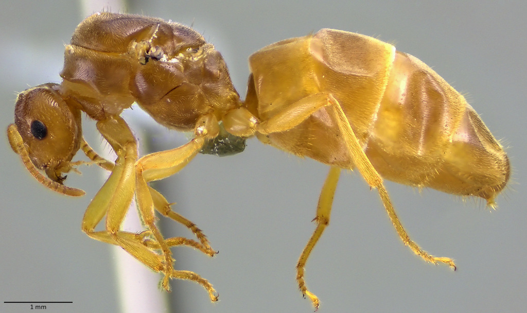 New World Fuzzy Ant from West Town, Chicago, IL, USA on September 20 ...