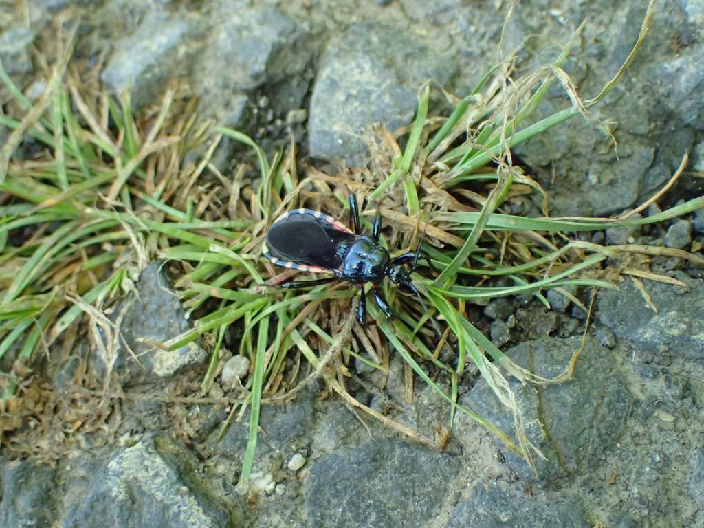 ビロウドサシガメ