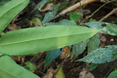 Hemidictyum marginatum