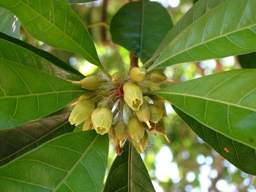 Lucuma campechiana