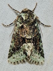 Lacinipolia explicata