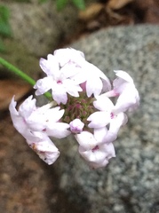 Glandularia lilacina