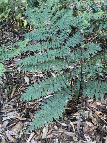 Lacy ground fern (Dennstaedtia davallioides)