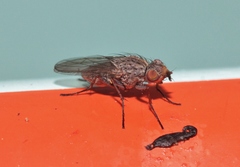 Fucellia rufitibia