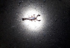 Bothriurus bonariensis