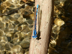 Argia funebris