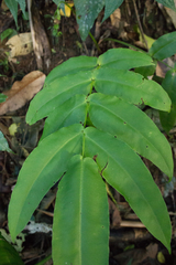 Hemidictyum marginatum