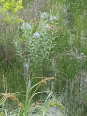 Amsonia tabernaemontana
