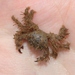 Retiring Hairy Crab - Photo (c) James Bailey, some rights reserved (CC BY-NC), uploaded by James Bailey