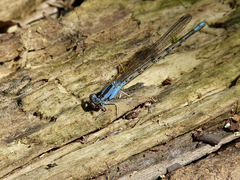 Argia funebris