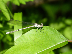 Argia funebris