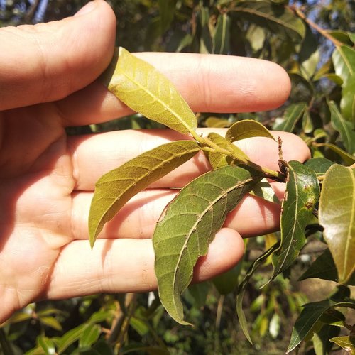 Quercus laurina