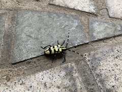 Anoplophora horsfieldii