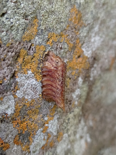 Coptopteryx brevipennis