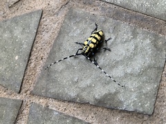 Anoplophora horsfieldii