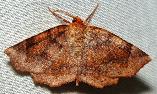 Metarranthis homuraria (Grote & Robinson, 1868)