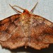 Purplish Metarranthis Moth - Photo (c) Rose A. Payne, some rights reserved (CC BY-NC), uploaded by Rose A. Payne