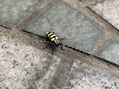Anoplophora horsfieldii