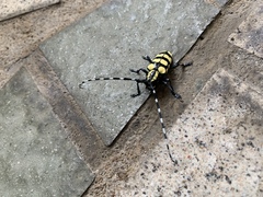 Anoplophora horsfieldii