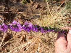Liatris punctata mucronata
