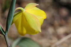 Calochortus pulchellus