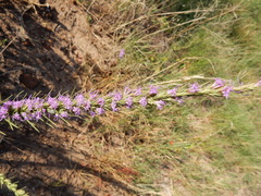Liatris punctata mucronata