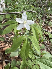 Anemone lancifolia, photograph Terry Loeb, CC BY, iNaturalist via GBIF