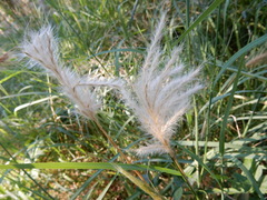 Bothriochloa torreyana
