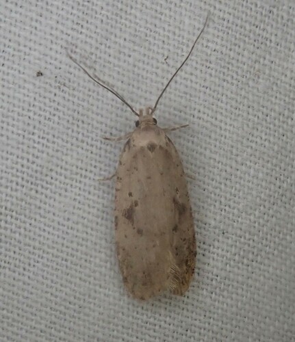 Canadian Agonopterix Moth photo 3