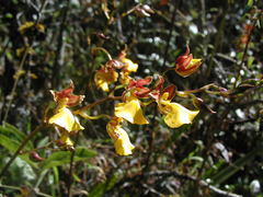 Cyrtochilum aureum