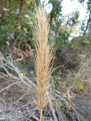 Elymus glabriflorus