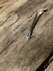 Argia funebris