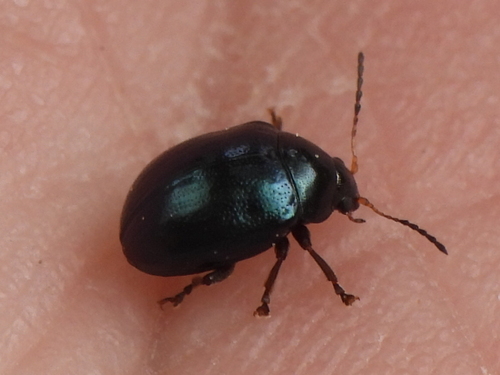 Texas Live Oak Leaf Beetle photo 2