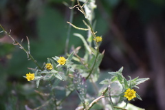 Layia hieracioides