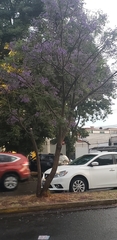 Jacarandeae