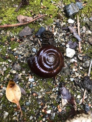 Glyptostoma gabrielense