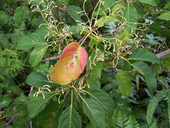 Elaeocarpus floridanus