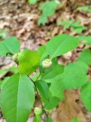 Contarinia cerasiserotinae