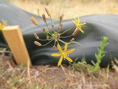 Bloomeria crocea