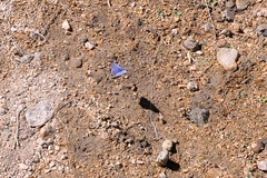 Celastrina echo