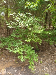 Cornus drummondii