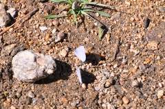 Celastrina echo