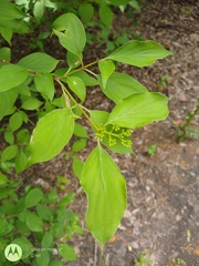 Cornus drummondii