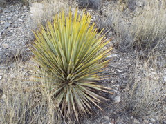 Yucca rigida